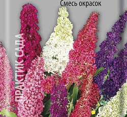 Буддлея Давида Смесь окрасок