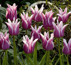 Тюльпан (Лилиецветный) - Баллада