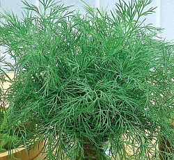 Укроп Нежность