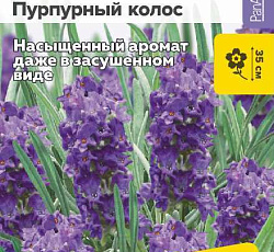 Лаванда английская Пурпурный колос