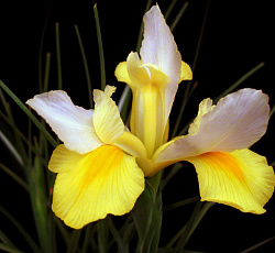 Ирис (голландский) - Симфония