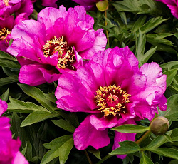 Пион (ИТО-гибрид) - Морнинг Лайлак (Люкс)