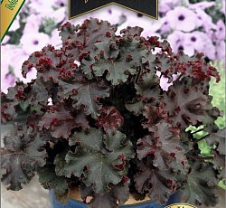 Гейхера гибридная Гаснущий огонь