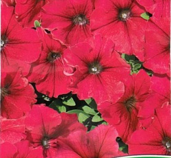 Петуния Суперкаскадная румянец F1