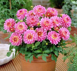 Георгина (декоративная) - Гэллери Беллини