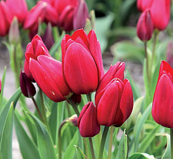 Тюльпан (Многоцветковый) - Файри Клаб