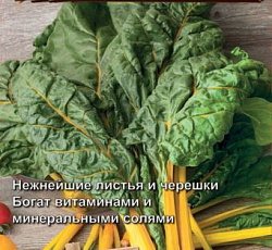 Мангольд Золотой веер