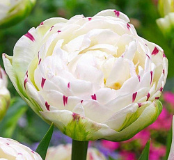 Тюльпан (Махровый поздний) - Данслайн (Люкс)