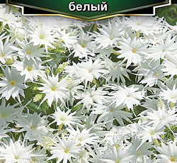 Флокс друммонда Попстарс белый F1