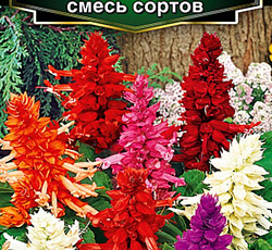 Сальвия Сверкающая Страусово перо (смесь сортов)