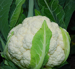 Капуста цветная Гарантия
