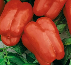 Перец сладкий Королева Елизавета F1