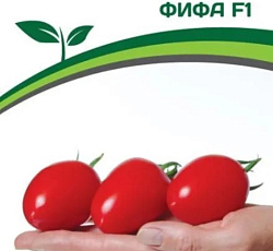 Томат Фифа F1