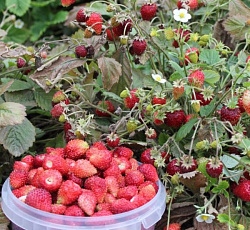 Земляника альпийская Сентябрьский сюрприз