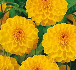 Георгина (помпонная) - Голден Септер