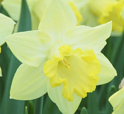 Нарцисс (Трубчатый) - Фисташка (Люкс)