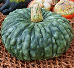 Тыква крупноплодная Мраморная