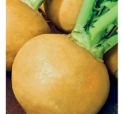 Репа Голден болл (Золотой шар)