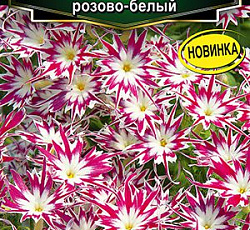 Флокс друммонда Попстарс розово-белый F1