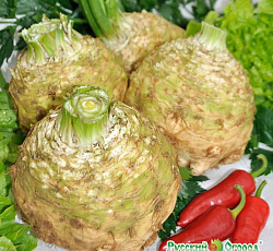 Сельдерей корневой Русский размер