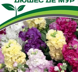 Маттиола низкорослая Дюшес Де Мур