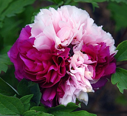 Пион (древовидный) - Сестры Киао