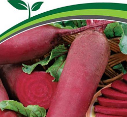 Свекла Калипсо