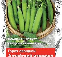 Горох Алтайский изумруд