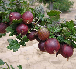 Крыжовник - Владил