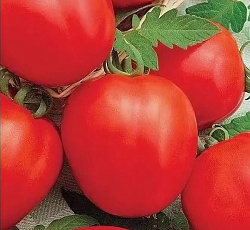 Томат Детская сладость