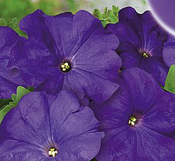 Петуния Лимбо синяя F1 (крупноцветковая)