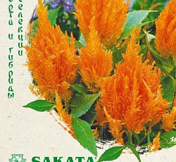 Целозия перистая Кимоно Оранж