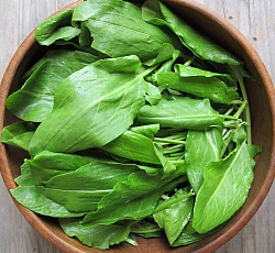 Щавель Малахит