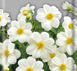 Георгина Мигнон белая (низкорослая)