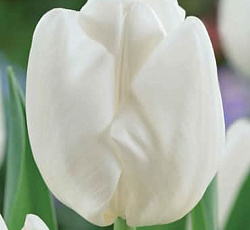 Тюльпан (Дарвинов гибрид) - Хакун