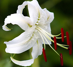 Лилия (видовая) - Прекрасная Альбум