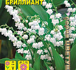 Ландыш майский Бриллиант