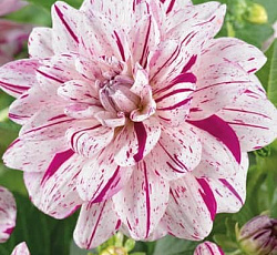 Георгина (декоративная) - Брайт Даймонд