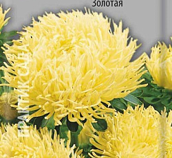 Астра Коготковая Золотая