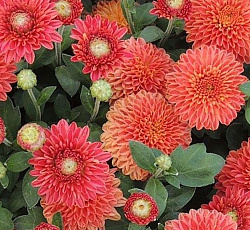 Хризантема (корейская) - Коралловый помпон