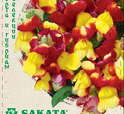 Антирринум (Львиный зев) Флорал Шауэрс Биколор красно-желтый