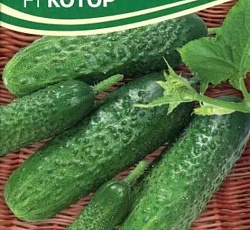 Огурец Котор F1