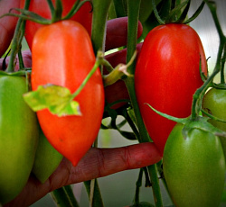 Томат Сосулька красная