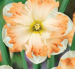 Нарцисс (С расщепленной коронкой) - Кум Лауде