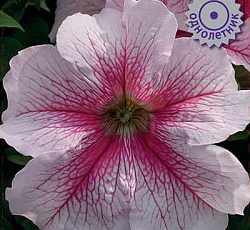 Петуния грандифлора Призм Розовые жилки