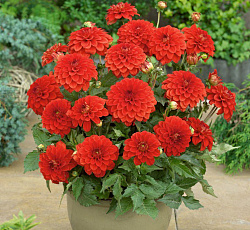 Георгина (декоративная) - Гэллери Сингер