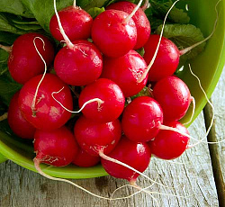 Редис Сакса РС