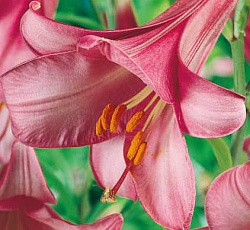 Лилия (трубчатая) - Пинк Перфекшн