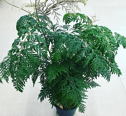 Гревиллея Зеленый остров