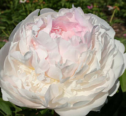 Пион (травянистый) - Блаш Квин